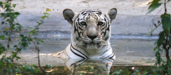 Sanjay Gandhi National Park